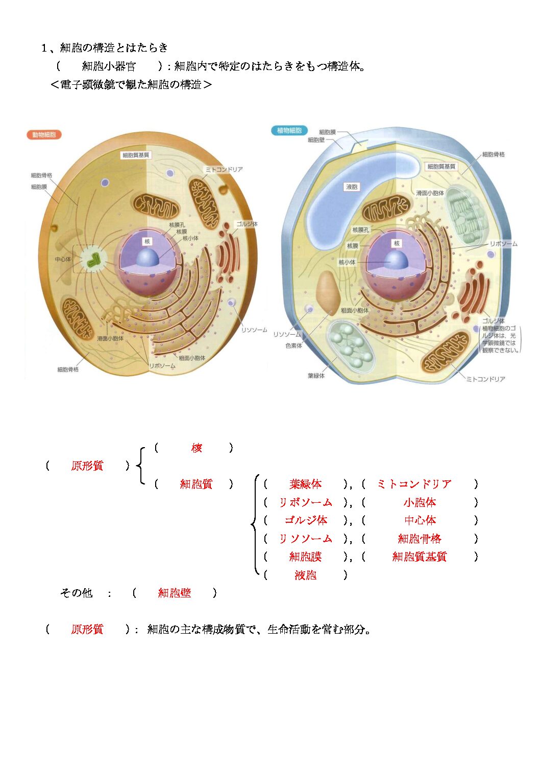 細胞小器官の紹介